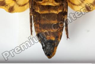 Death-head Hawkmoth - Acherontia atropos 0037